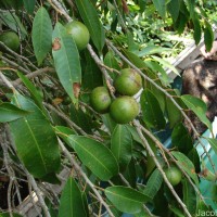 Shirakiopsis indica (Willd.) Esser